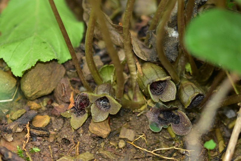 Asarum forbesii photo 6