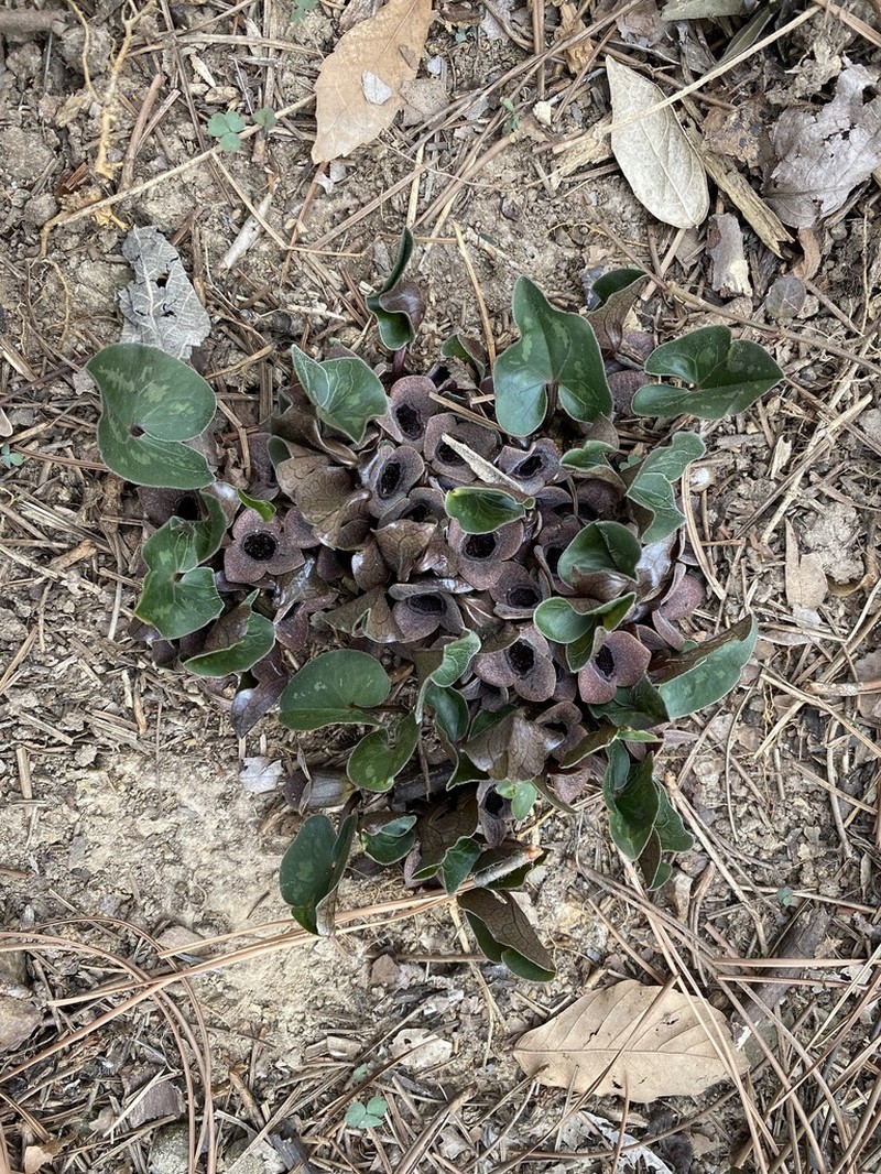 Asarum forbesii photo 8