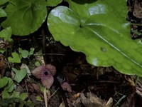 Asarum fudsinoi