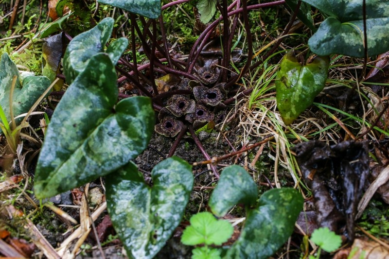 Asarum fudsinoi photo 2