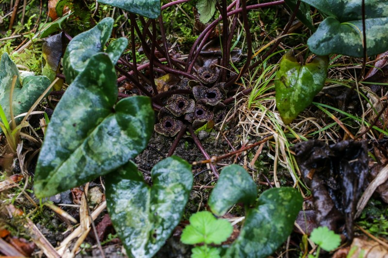 Asarum fudsinoi photo 3