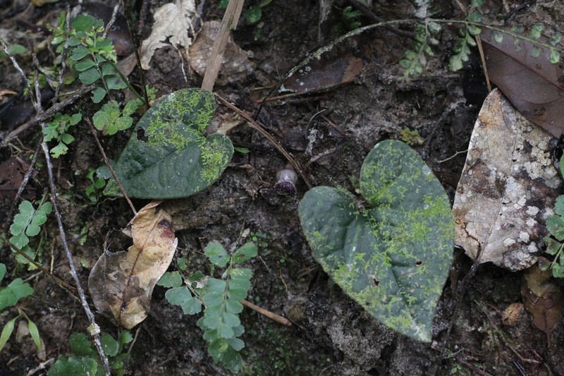 Asarum gelasinum