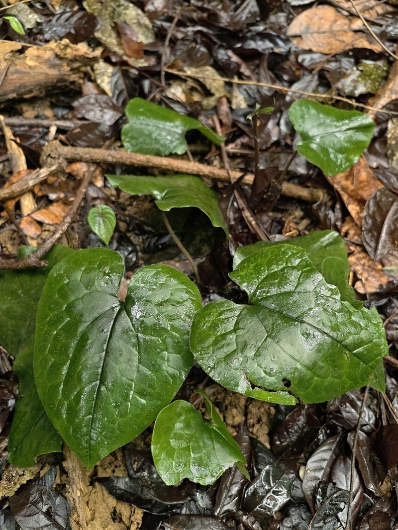 Asarum geophilum