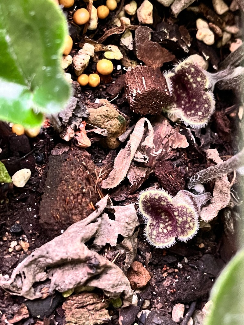 Asarum geophilum photo 2