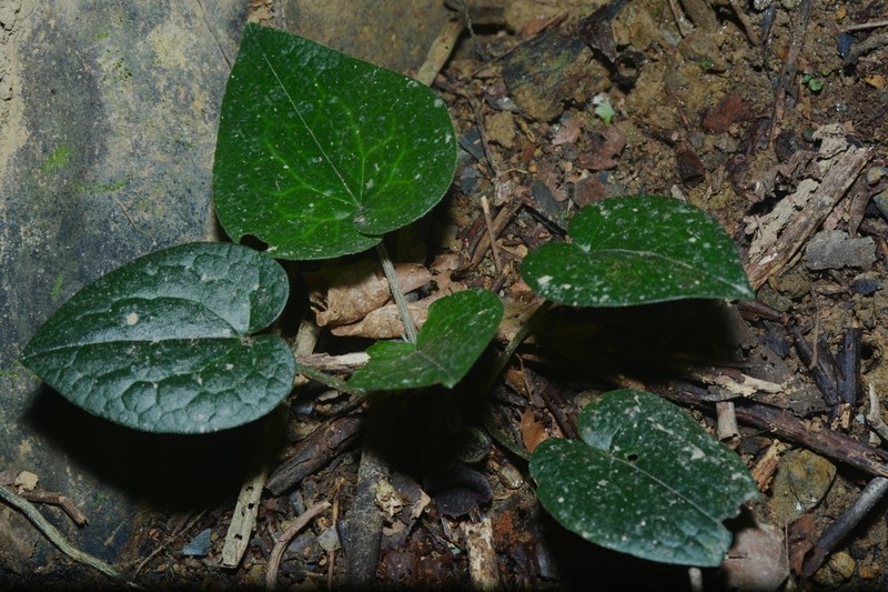 Asarum geophilum photo 3
