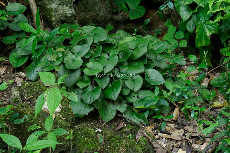 Asarum geophilum photo 5