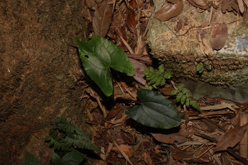 Asarum glabrum photo 2