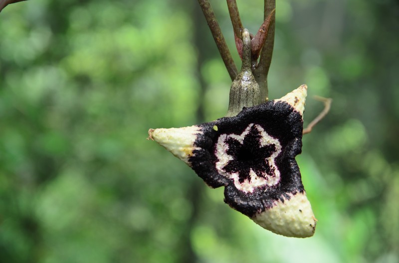 Asarum glabrum photo 3