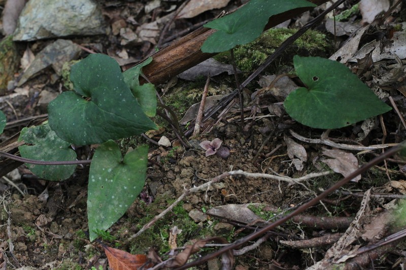 Asarum gusk