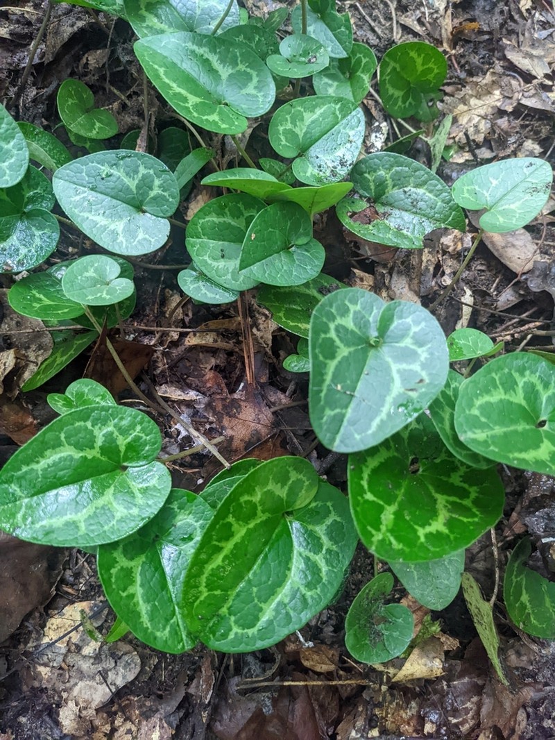 Asarum harperi