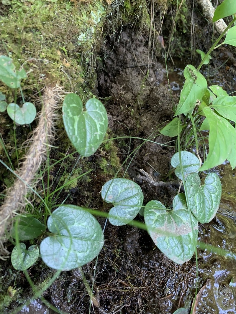 Asarum harperi photo 2