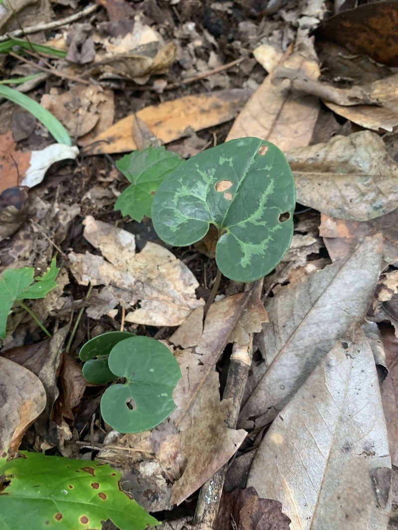 Asarum harperi photo 3