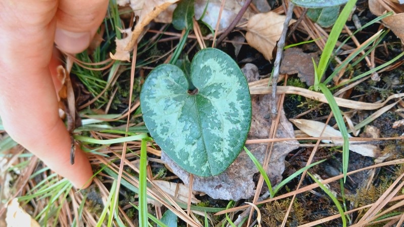 Asarum harperi photo 4