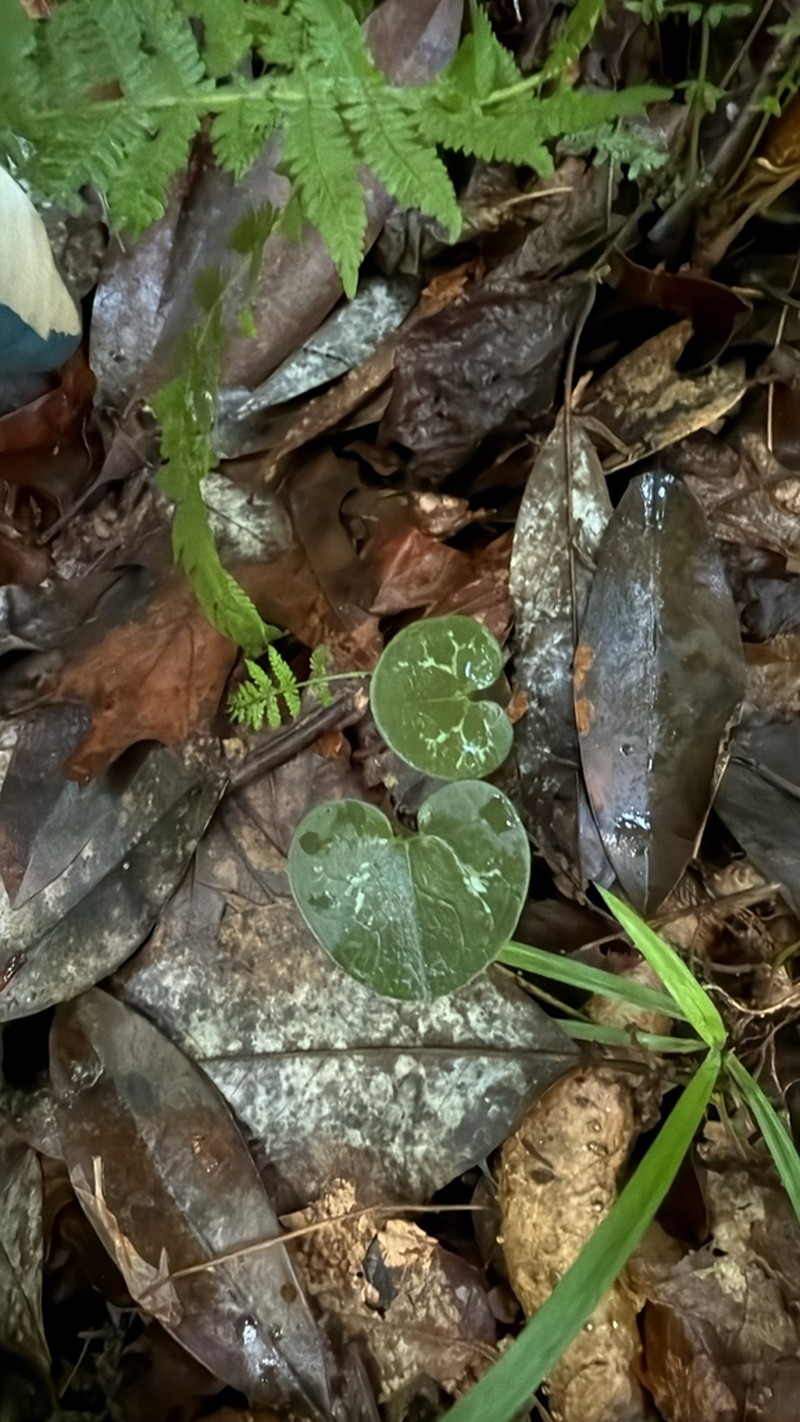 Asarum harperi photo 5