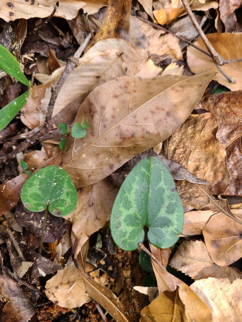 Asarum harperi photo 6
