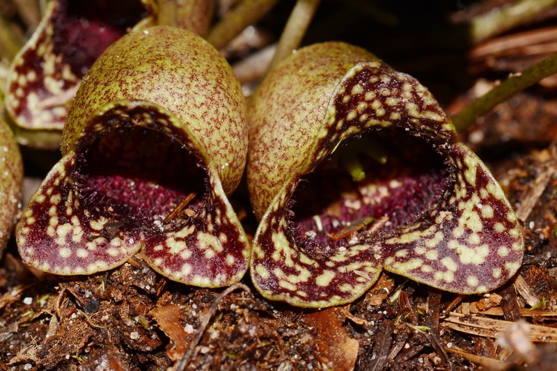 Asarum harperi photo 7