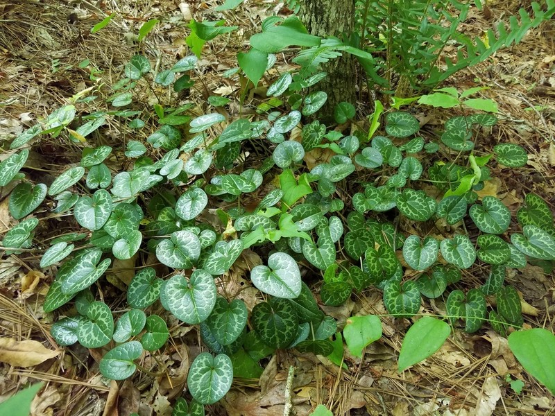 Asarum harperi photo 8