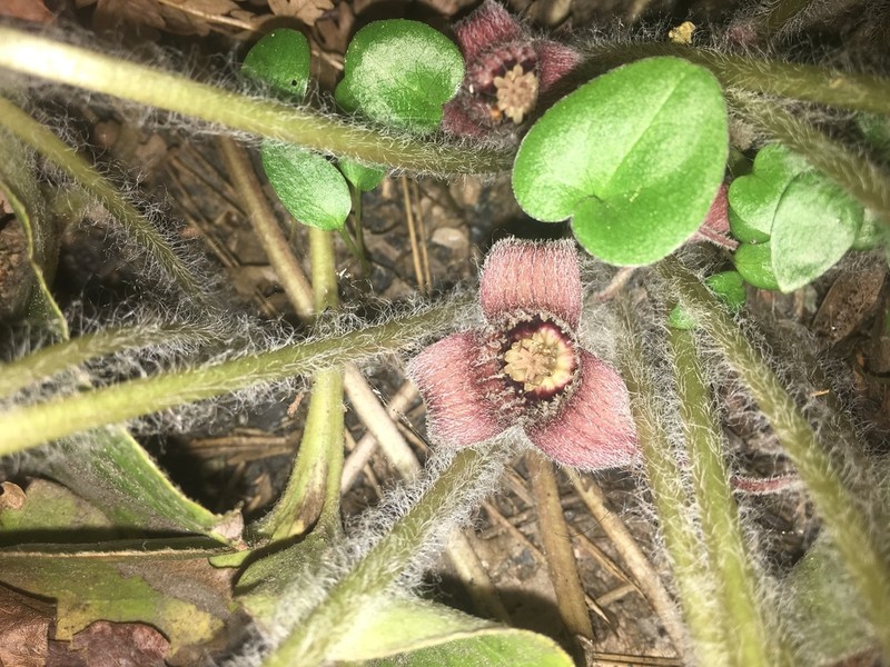 Hartweg's Wildginger photo 2