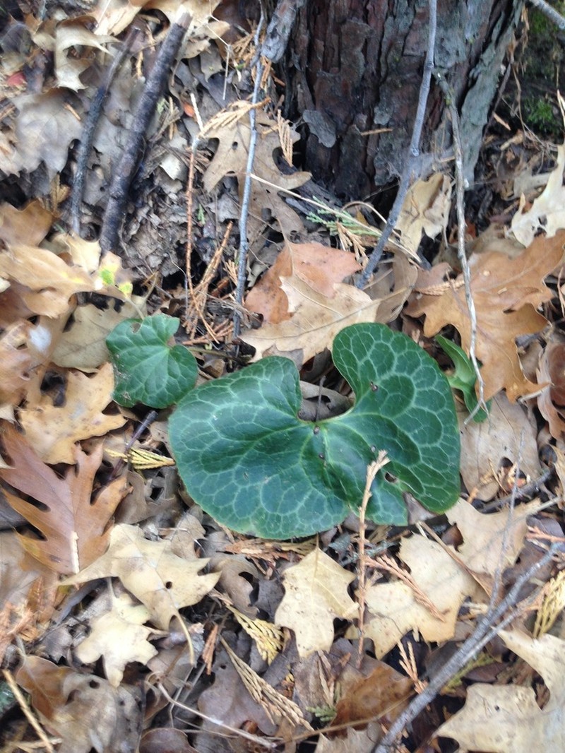 Hartweg's Wildginger photo 3