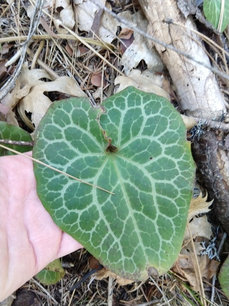 Hartweg's Wildginger photo 4