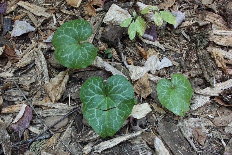 Hartweg's Wildginger photo 5