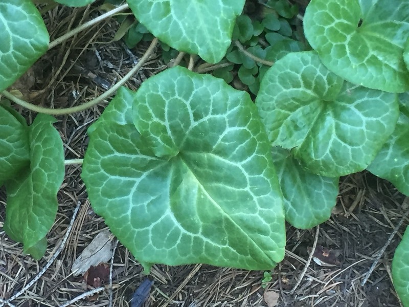 Hartweg's Wildginger photo 6
