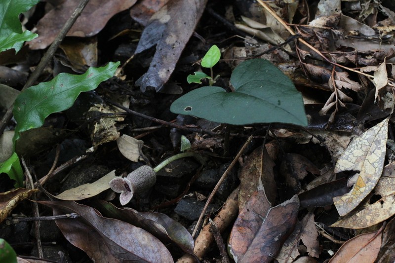 Asarum hatsushimae photo 2
