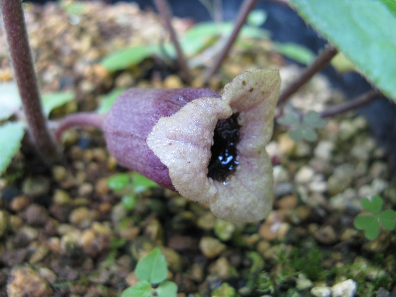 Asarum hatsushimae photo 3