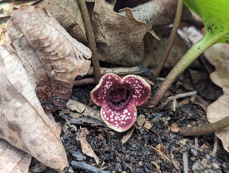 Variableleaf Heartleaf