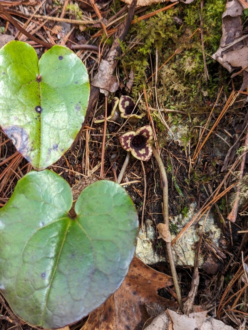 Variableleaf Heartleaf photo 2