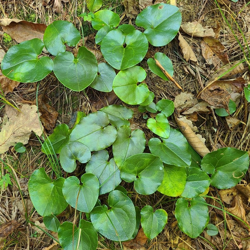 Variableleaf Heartleaf photo 3