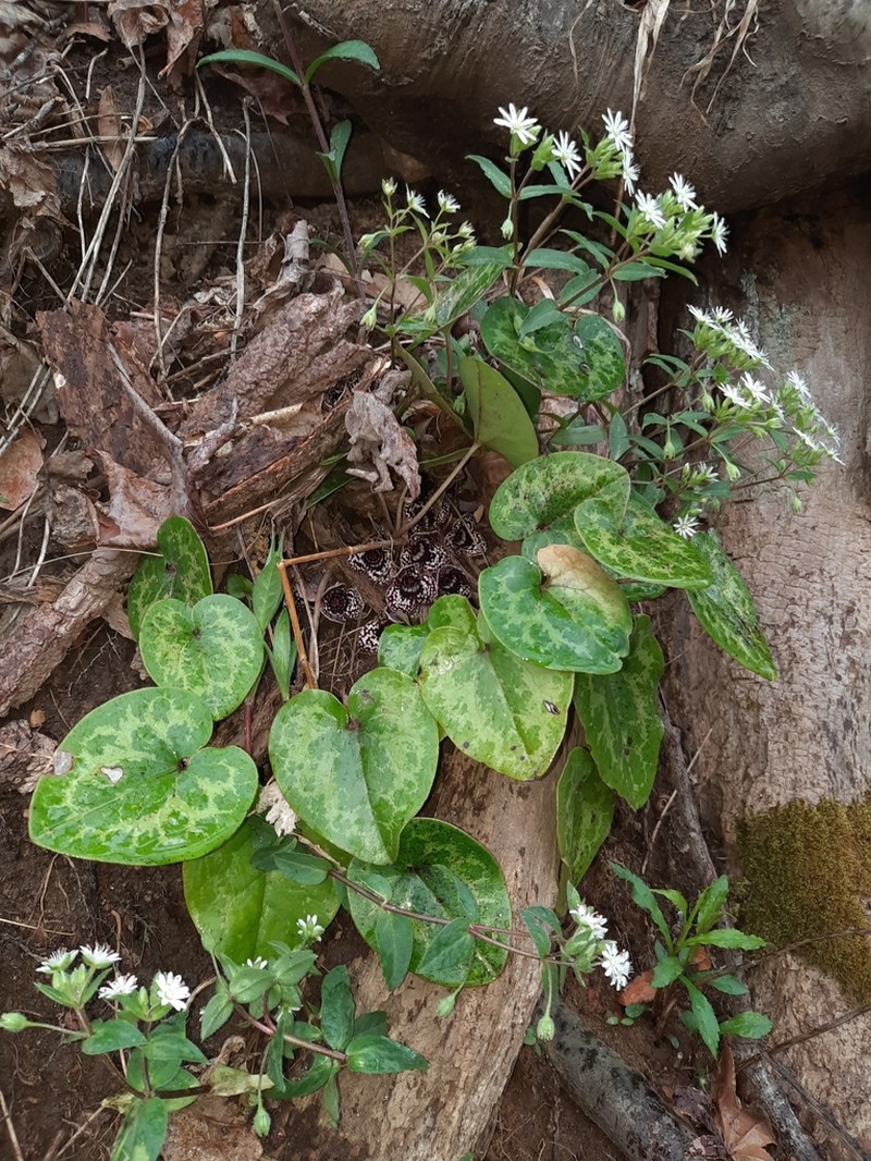 Variableleaf Heartleaf photo 4