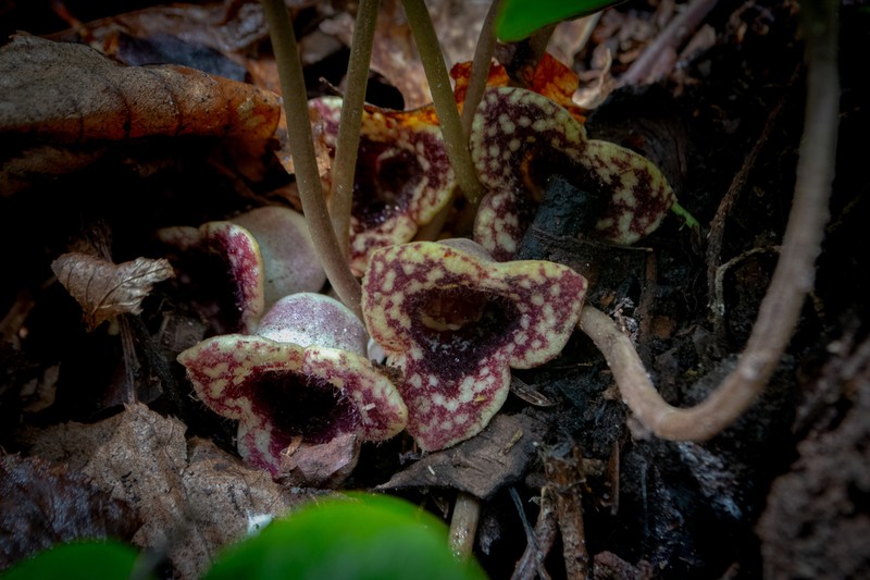 Variableleaf Heartleaf photo 6