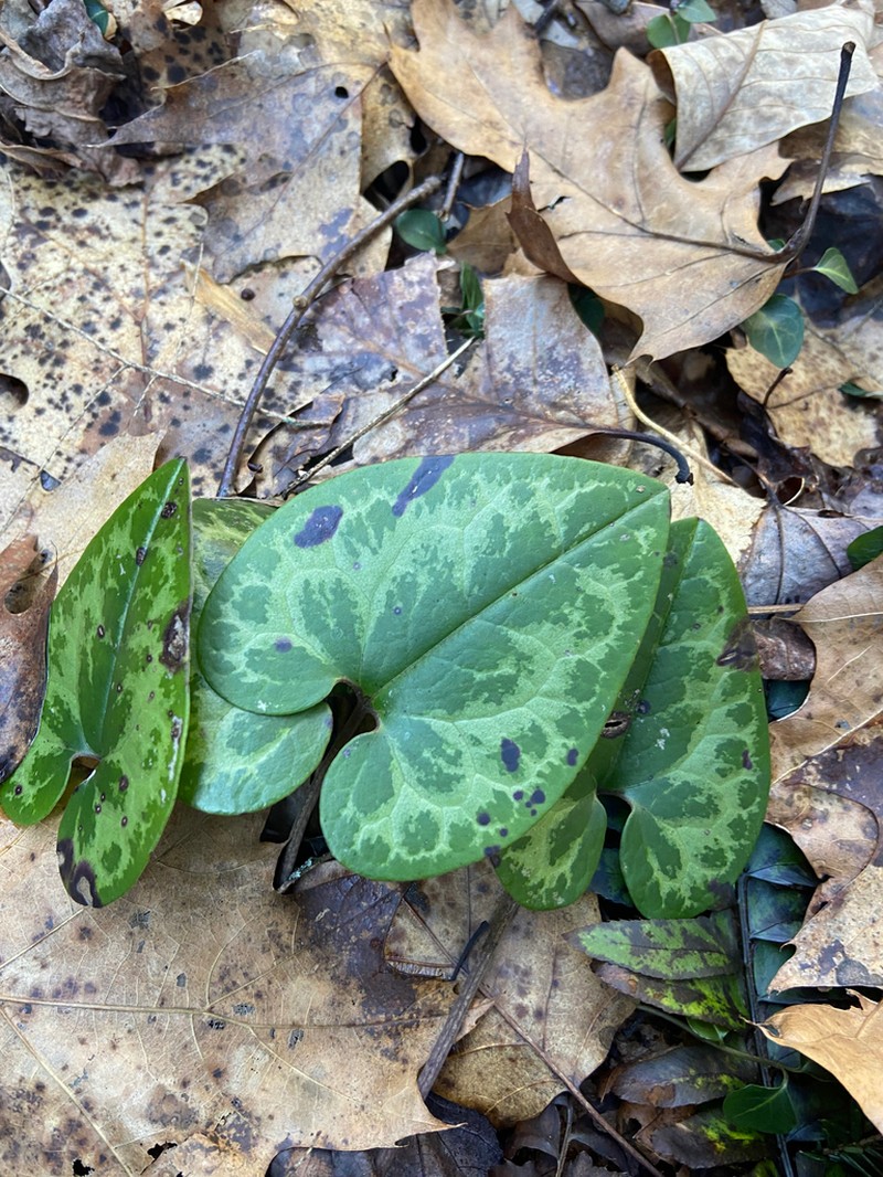 Variableleaf Heartleaf photo 7