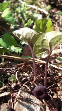 Asarum heterotropoides