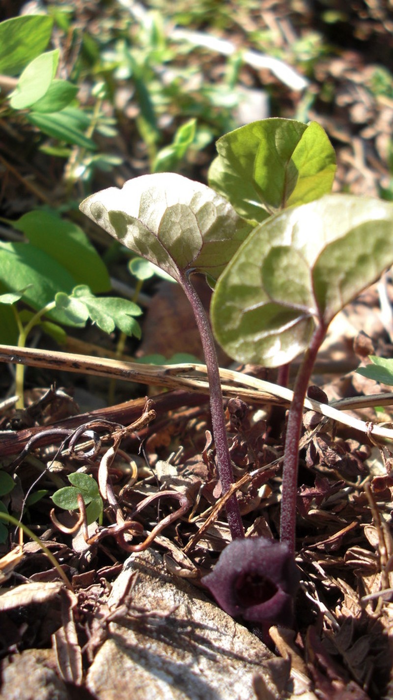 Asarum heterotropoides