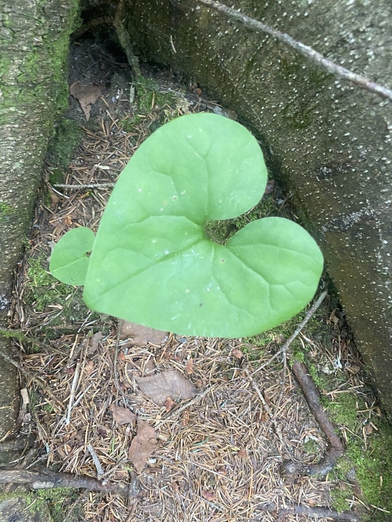 Asarum heterotropoides photo 2