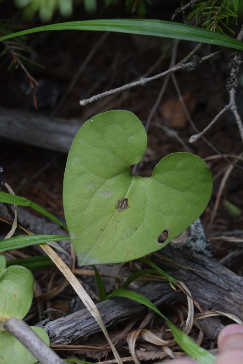 Asarum heterotropoides photo 3