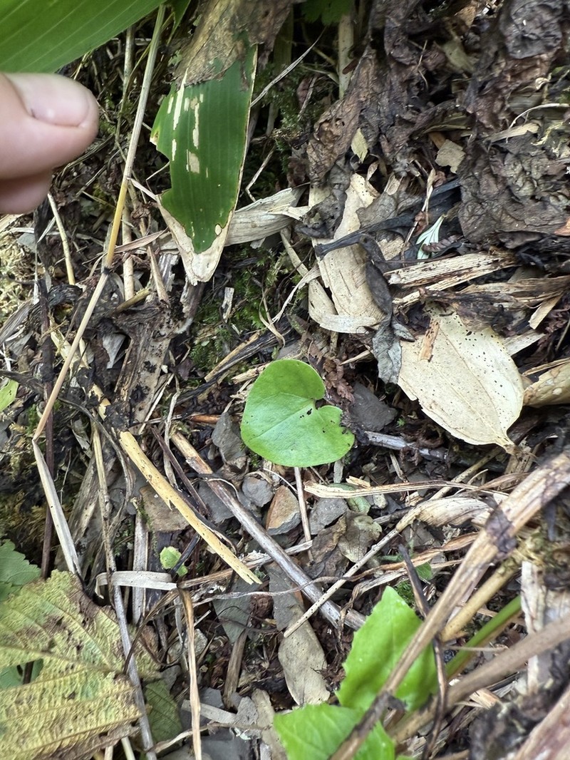 Asarum heterotropoides photo 5