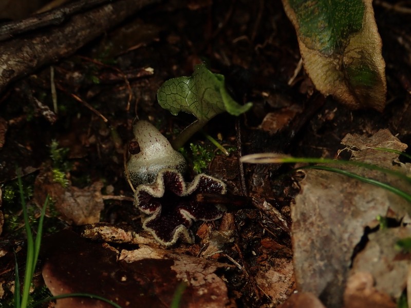 Asarum hexalobum