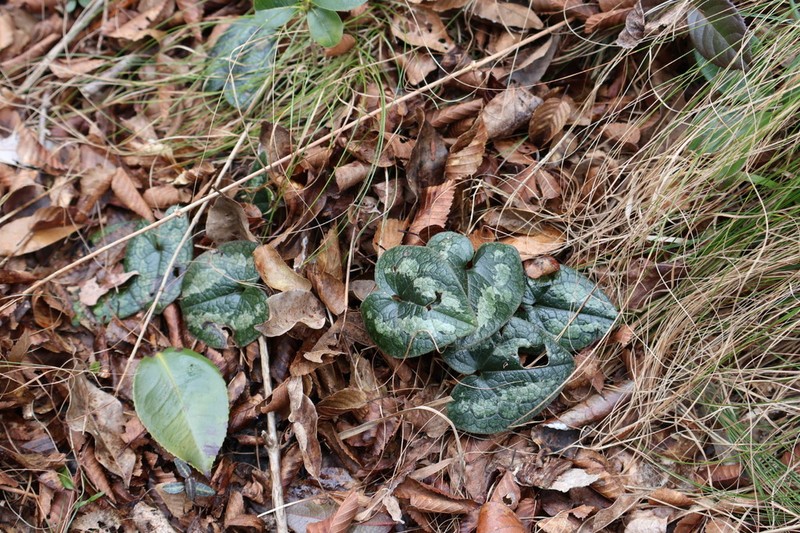 Asarum hexalobum photo 3