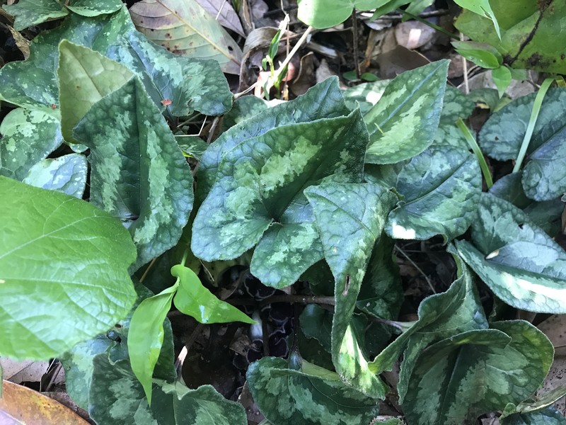 Asarum hexalobum var. perfectum