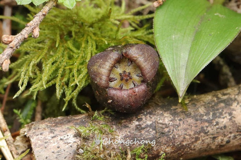 Asarum himalaicum