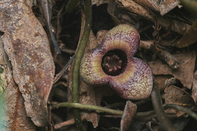 Asarum hongkongense