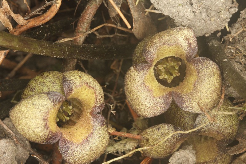 Asarum hongkongense photo 2