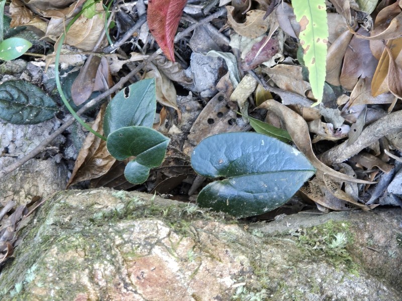 Asarum hongkongense photo 5