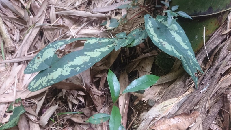 Asarum hypogynum