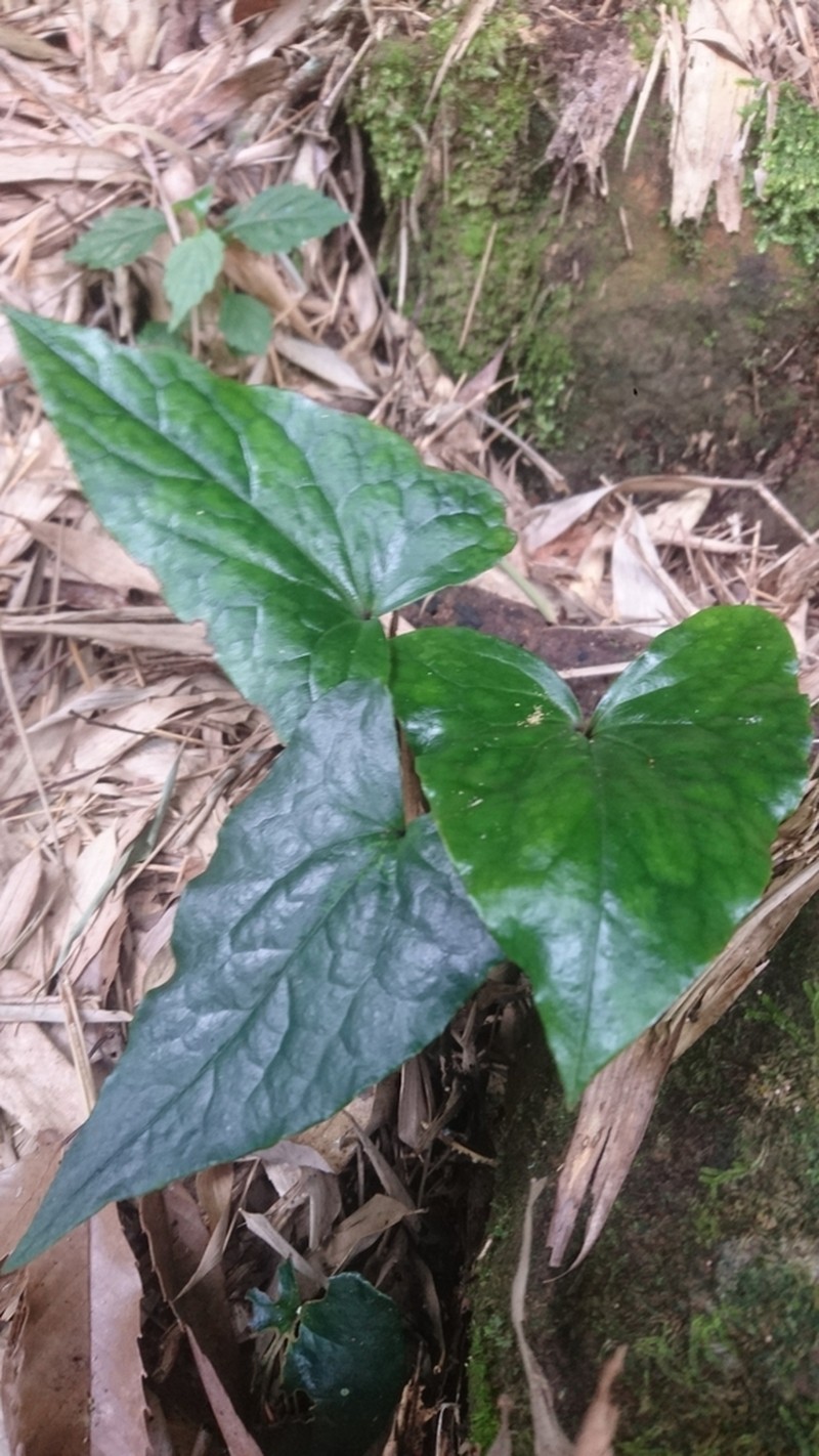 Asarum hypogynum photo 2
