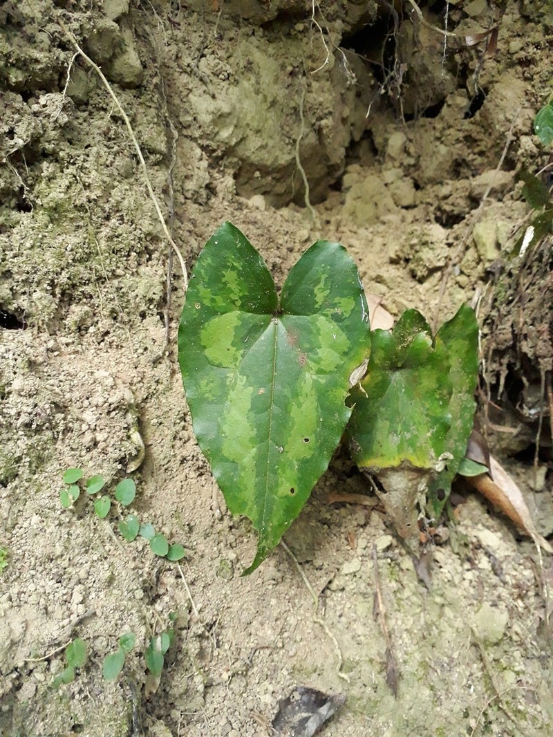 Asarum hypogynum photo 3