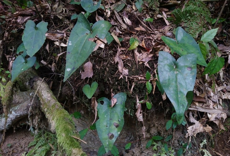 Asarum hypogynum photo 4